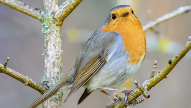 Bitcoin im Fokus: Bleibt der Bullenmarkt durch KI stark?