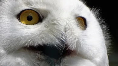 Ethereum als strategische Anlage: Ein Blick auf den Wandel