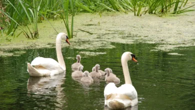 Kryptowährungen im Online-Glücksspiel: Sicher und spannend spielen