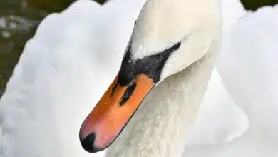 Ripple-Kursprognose 2025: Steht ein bullischer Ausbruch bevor?