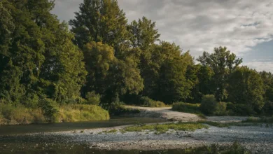 Ripple Custody: Sicherheit für die Zukunft des digitalen Bankings