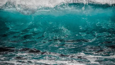 Hypurr-NFTs: Ein spektakulärer Start für Hyperliquid