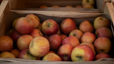 XRP-Preis: Volatilität und Prognosen für lokale Anleger