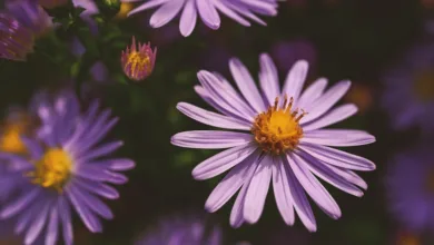 Aster Coin schwächelt trotz Robinhood-Notierung erheblich