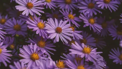 Aster im Schatten der Krypto-Influencer: Eine Enthüllung
