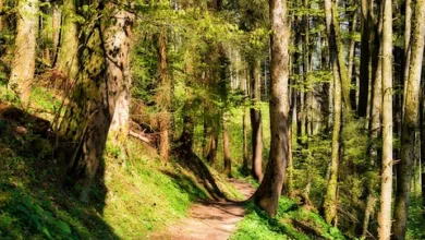 Krypto-Markt im Aufschwung: Bitcoin und Ethereum erholen sich