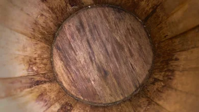 Bitpanda und SG-FORGE: Neue geldwerte Chancen für Europa