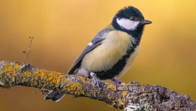 Meme-Coins im Fokus: Beste Kaufempfehlungen für 2025