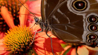 Crypto.com und Morpho: Revolutionäre DeFi-Integration für Anleger