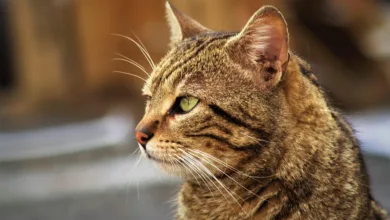 Floki Inu Coin erreicht europäischen Meilenstein mit ETP