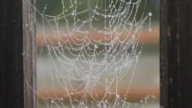 Marktupdate: Pi Network, Toncoin und Cardano im Fokus