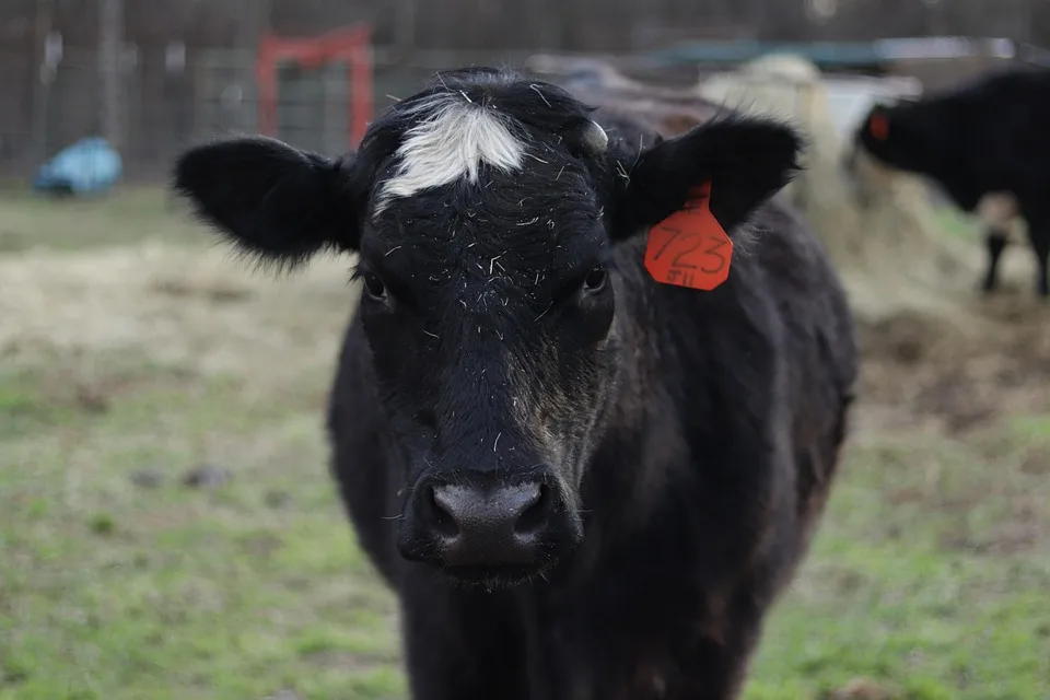 Kryptowährungen und Aktien: Analysten im Gerangel um Strategy