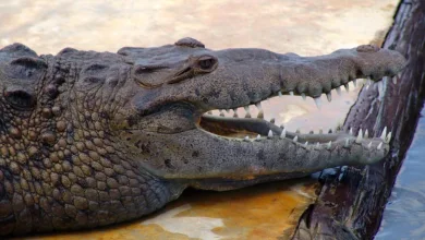 Kerrisdale-Capital und die Zukunft der Krypto-Modelle in Gefahr