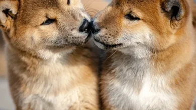 Bitcoin versus Shiba Inu: Zwei Welten der Kryptowährungen