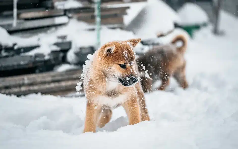 Shiba Inu: Die Zukunft eines Meme-Coins im Umbruch