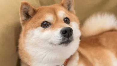 Dogecoin im Aufwind: Kursgewinn von 13,4 Prozent