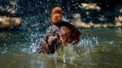 Ripple auf Kurs zur Expansion – XRP wartet auf Impulse