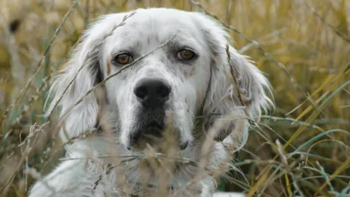 Volksbanken setzen auf Crypto Risk Metrics für ESG-Standards