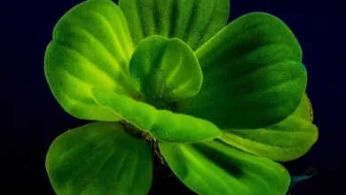 Polymarket plant eigene Kryptowährung – Was steckt dahinter?