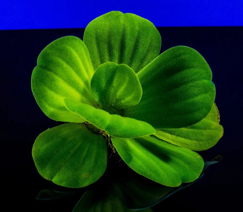 Polymarket plant eigene Kryptowährung – Was steckt dahinter?