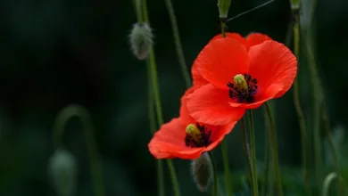 RLUSD: Das Wachstum auf Ethereum und die XRP-Bedenken