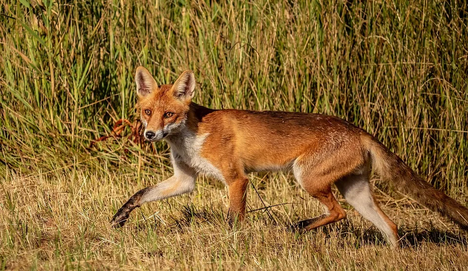 Krypto-Wal erzielt 160 Millionen USD mit cleverem Short-Trade