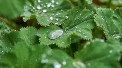 Mantle ($MNT): Kursrallye und spannende Zukunftsaussichten