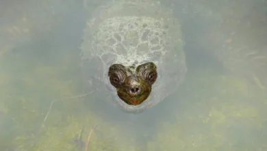 BNB überholt XRP: Ein neuer Krypto-Riese entsteht