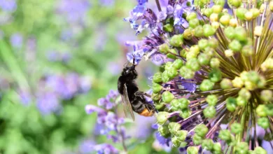 Avalanche-Kurs klettert: Wachsender Optimismus für AVAX