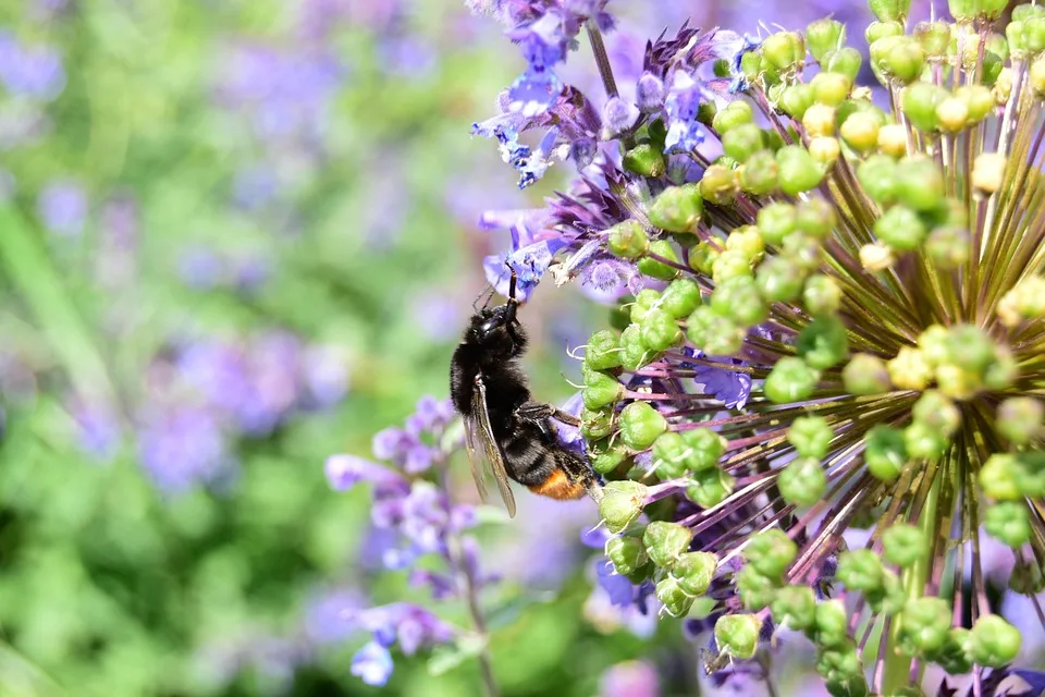 Avalanche-Kurs klettert: Wachsender Optimismus für AVAX