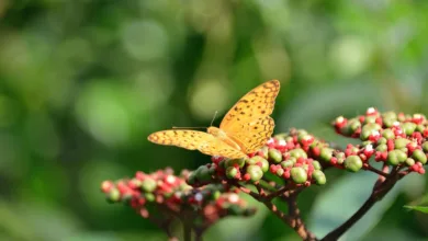 Mantle: Aufschwung einer vielversprechenden Kryptowährung