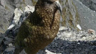 Avalanche Treasury Co.: Neuer Weg für Investitionen in AVAX