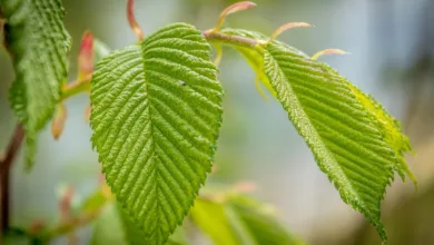 Erster Auftritt von Krypto-ETFs: Solana, Litecoin und Hedera