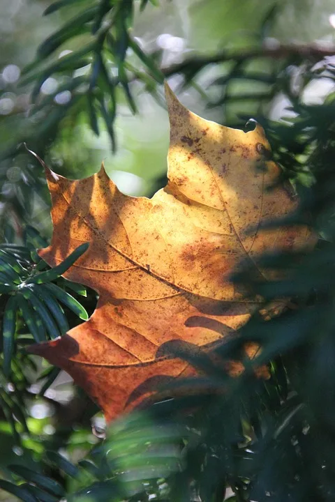 MetaPlanet: Marktkapitalisierung unter Bitcoin-Vermögen gefallen