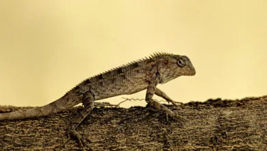 XRP auf gefährlichem Terrain: Bärenmarkt drückt den Kurs