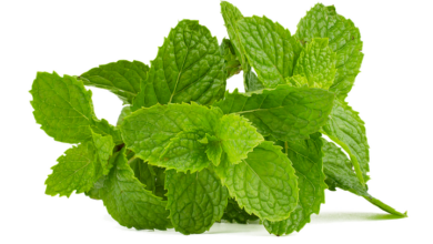 Mint Miner: Die sichere Möglichkeit für lokales Cloud Mining