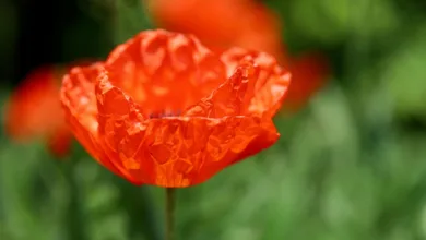 Rote Zahlen für Bitcoin-ETFs: Anleger ziehen Milliarden ab