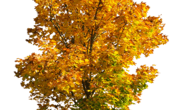 Oktober: Chance auf einen überraschenden Bitcoin-Uptober