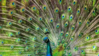 Bitcoin und Nvidia: Gemeinsame Kursbewegungen und Risiken