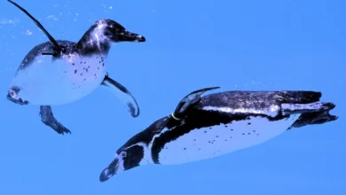 Pudgy Penguins Token $PENGU: Aufstieg und neue Partnerschaften