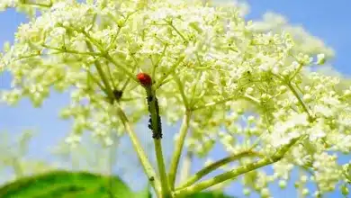 Floki-Memecoin erlebt durch Elon Musk dramatischen Kursanstieg