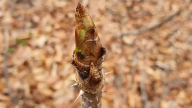 Ethereum überholt Bitcoin: Ein neues Kapitel am CME-Markt