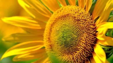 EZB plant Pilotprogramm für digitalen Euro ab 2027