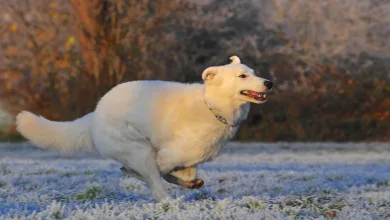 Bitcoin oder Ethereum: Wer führt das Rennen 2025?