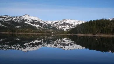 Kryptomärkte im Aufschwung: Williams Kommentare wirken nach