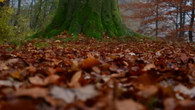 Krypto-Markt im November: Rückgänge und neue Chancen für Trader