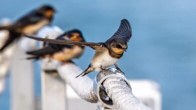 Krypto-Trend 2026: Bittensor, Dogecoin und BlockDAG im Fokus