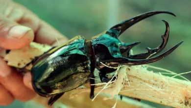 Strengere Regeln für Japans Krypto-Markt: Ein notwendiger Schritt