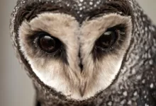 Russen investieren Millionen in BlackRock-Krypto-Fonds