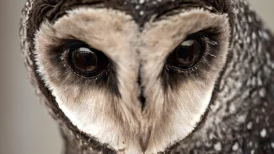 Russen investieren Millionen in BlackRock-Krypto-Fonds